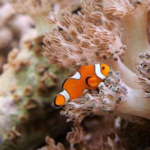 Acuario de New York