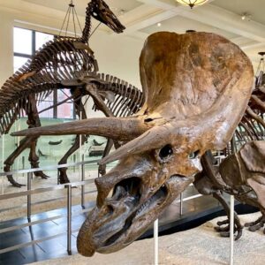 Museo de Historia Natural Murder Mystery & Búsqueda del tesoro