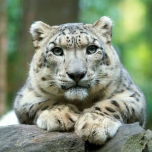Zoo de Central Park: Experiencia total
