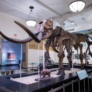 Museo Americano de Historia Natural (AMNH): Todas las exposiciones con entradas