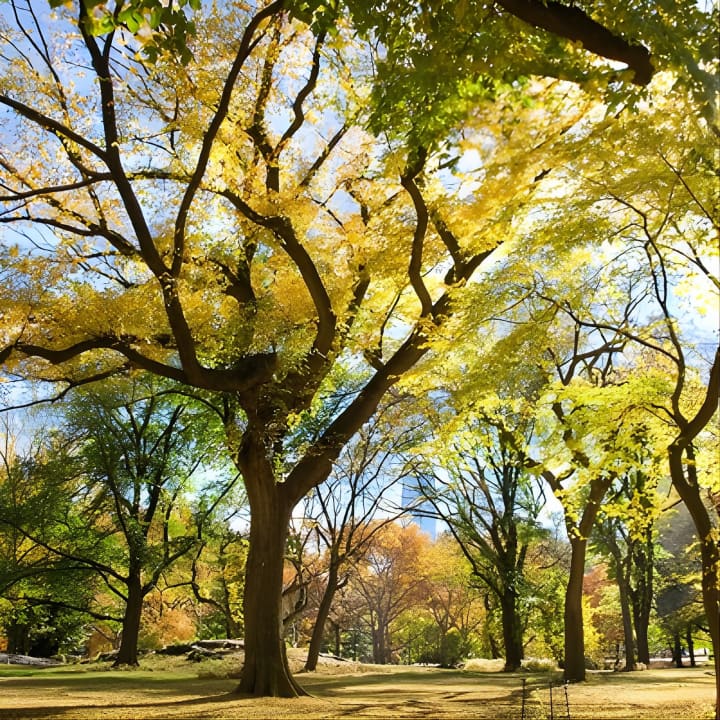 Visita fotográfica a Central Park con un fotógrafo local - Imagen 2
