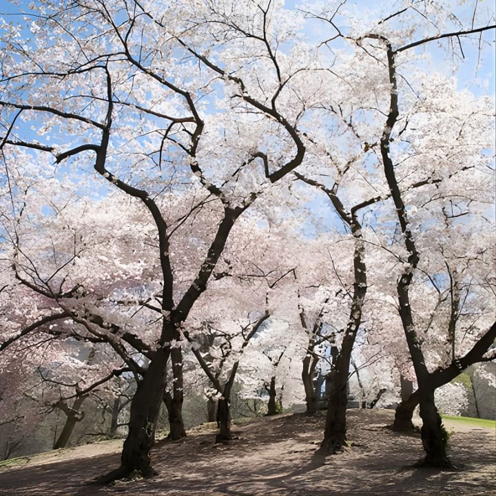 Visita fotográfica a Central Park con un fotógrafo local - Imagen 8
