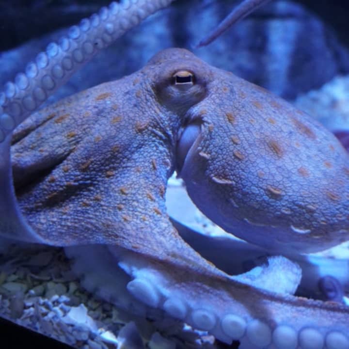 ¡Entradas para el Acuario de Sevilla! - Imagen 3