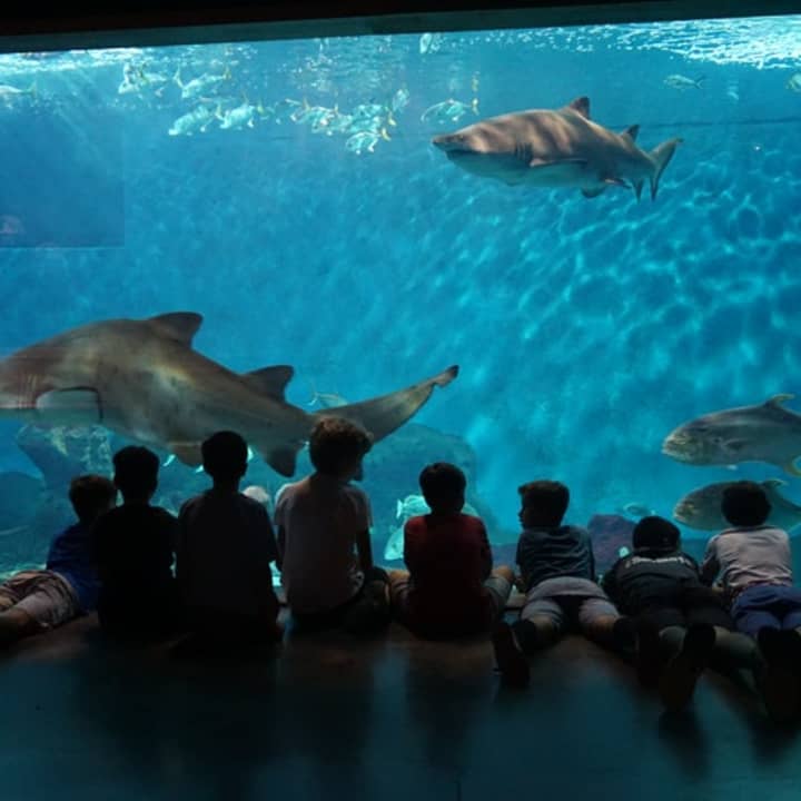 ¡Entradas para el Acuario de Sevilla! - Imagen 2