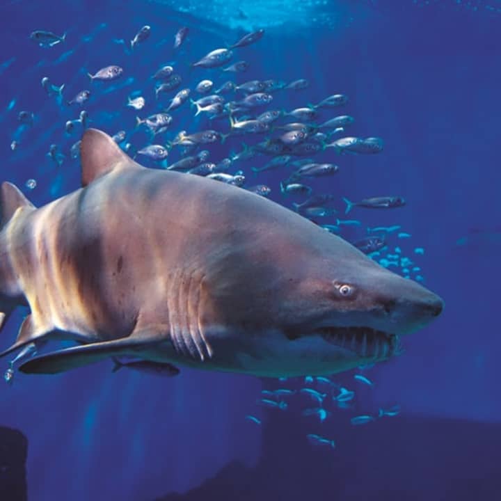 ¡Entradas para el Acuario de Sevilla! - Imagen 4