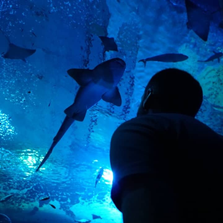 ¡Entradas para el Acuario de Sevilla! - Imagen 5