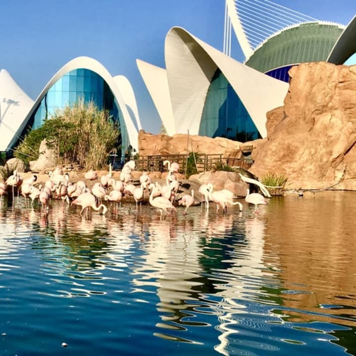 Oceanogràfic y Museo de las Ciencias: entrada sin colas - Imagen 2