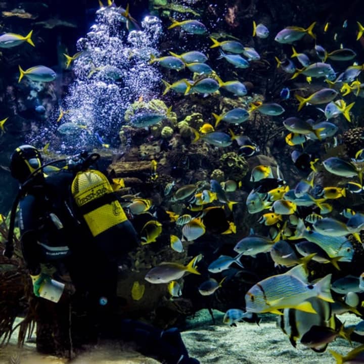 Oceanogràfic y Museo de las Ciencias: entrada sin colas - Imagen 3