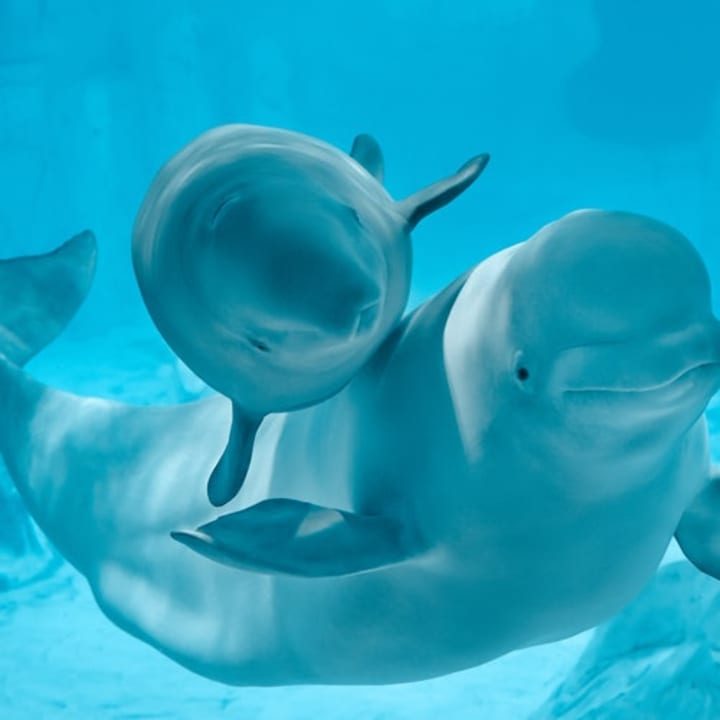 Oceanogràfic y Museo de las Ciencias: entrada sin colas - Imagen 4