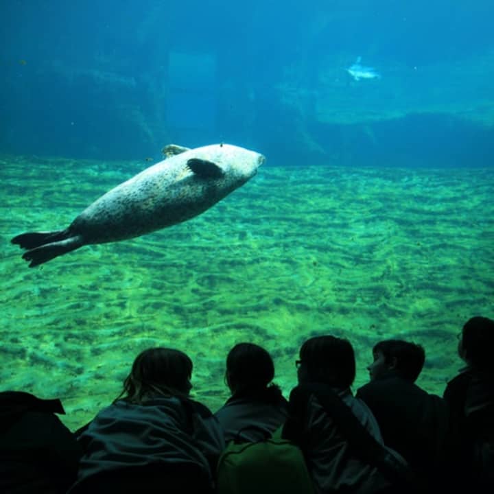 Oceanogràfic de Valencia: Entrada - Imagen 6