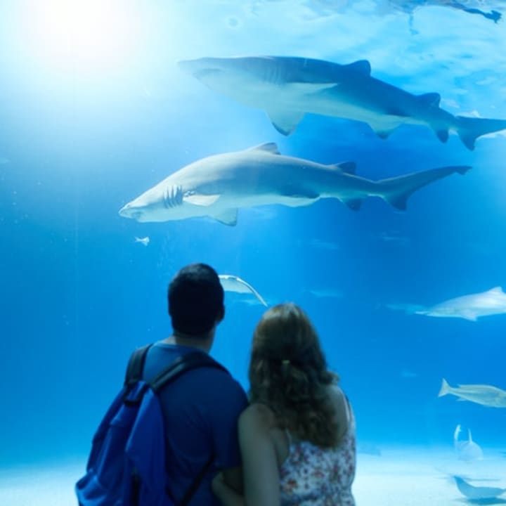 Oceanogràfic de Valencia: Entrada - Imagen 3