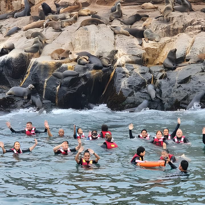 Nadar con Leones Marinos en Isla Palomino en Lima con Entradas - Imagen 5