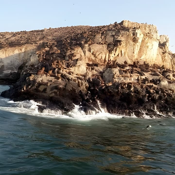 Nadar con Leones Marinos en Isla Palomino en Lima con Entradas - Imagen 14