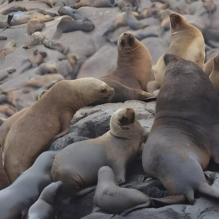 Nadar con Leones Marinos en Isla Palomino en Lima con Entradas - Imagen 13