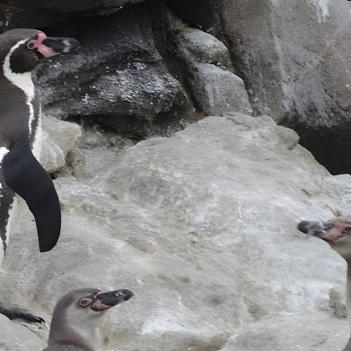 Nadar con Leones Marinos en Isla Palomino en Lima con Entradas - Imagen 15