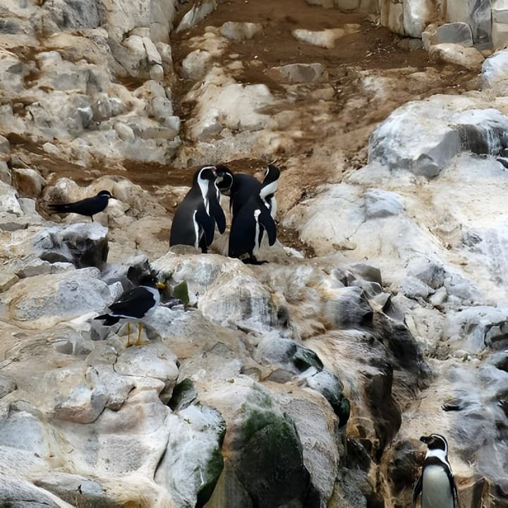 Nadar con Leones Marinos en Isla Palomino en Lima con Entradas - Imagen 16