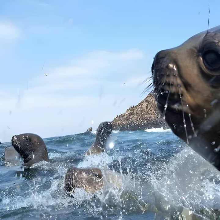Nadar con Leones Marinos en Isla Palomino en Lima con Entradas - Imagen 12