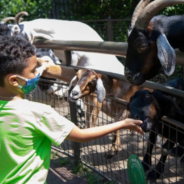 Zoo de Central Park: Experiencia total - Imagen 4