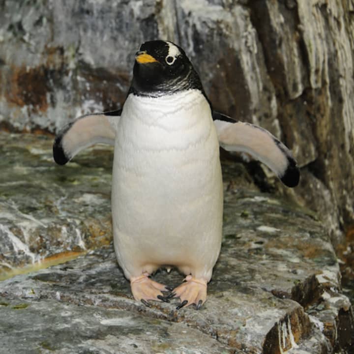 Zoo de Central Park: Experiencia total - Imagen 8