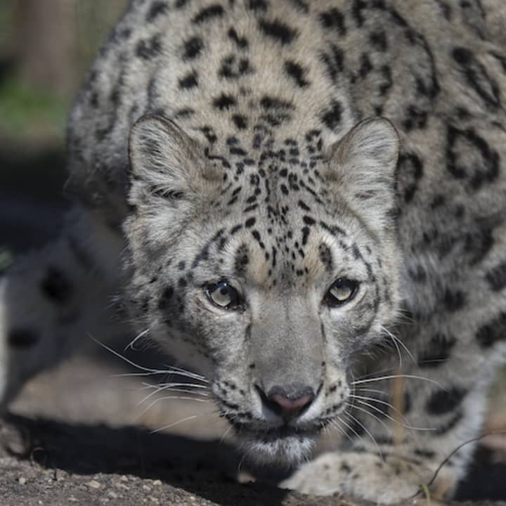 Zoo de Central Park: Experiencia total - Imagen 7
