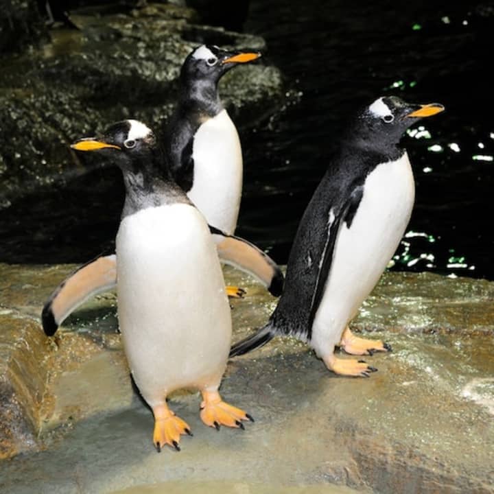 Zoo de Central Park: Experiencia total - Imagen 3