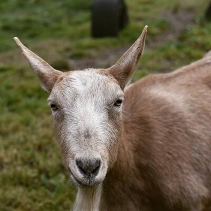 1.5 horas de experiencia inmersiva en una granja en Adirondacks - Imagen 5