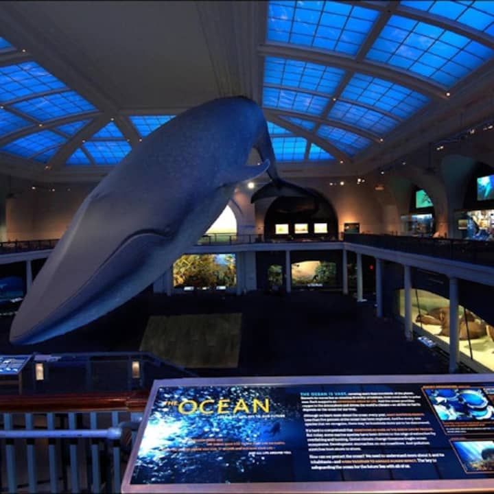 Museo Americano de Historia Natural (AMNH): Todas las exposiciones con entradas - Imagen 2