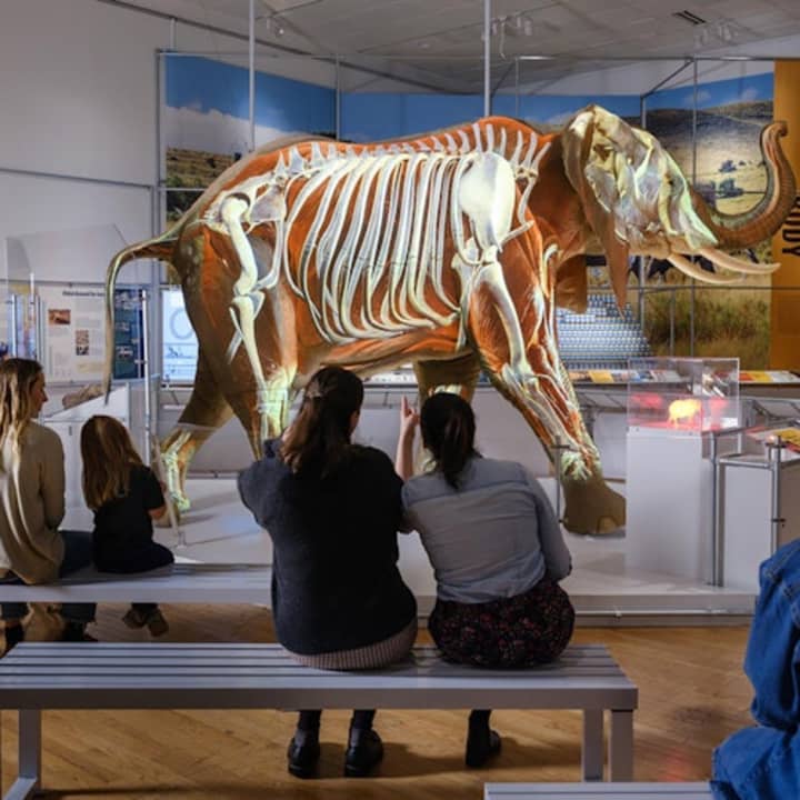 Museo Americano de Historia Natural (AMNH): Todas las exposiciones con entradas - Imagen 15